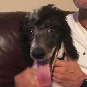 Meet your Posher, Renee